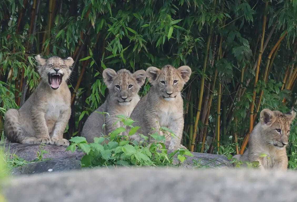 Löwenjungtiere im Leipziger Zoo