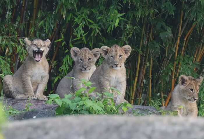 Löwenjungtiere im Leipziger Zoo