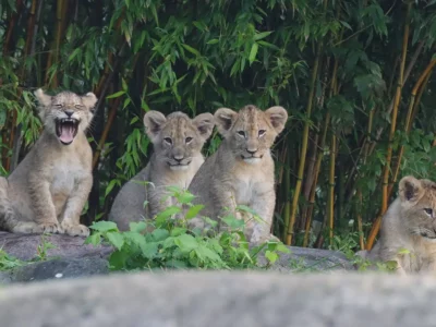 Löwenjungtiere im Leipziger Zoo